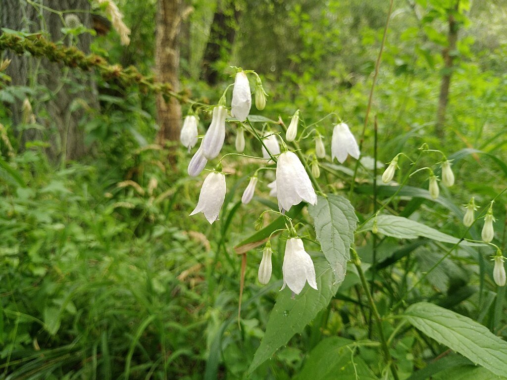 Adenophora liliifolia in garden