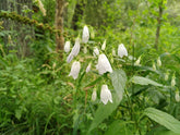 Adenophora liliifolia in garden