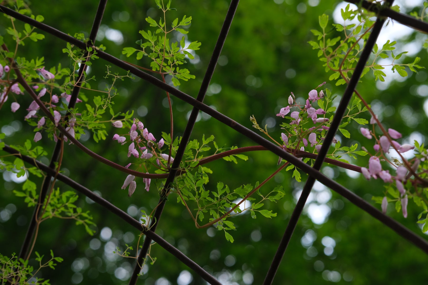 view this plant in our garden

Adlumia fungosa | allegheny vine
