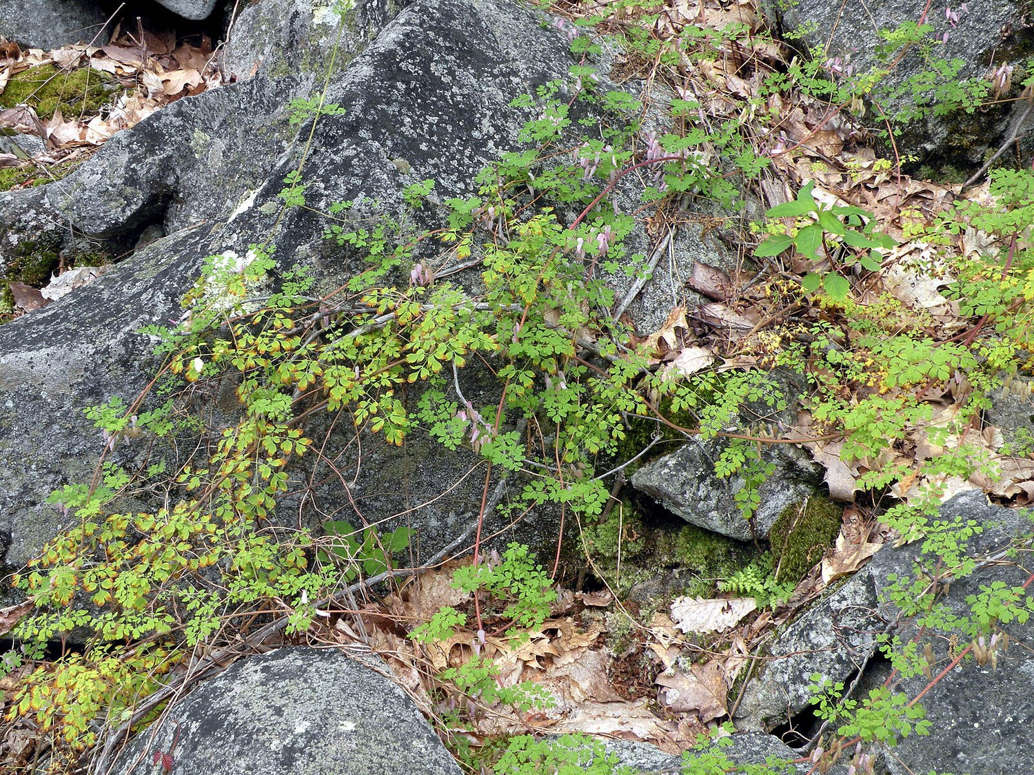 Adlumia fungosa crawling along rocks