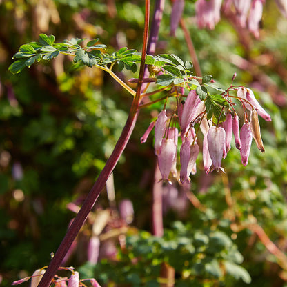 Adlumia fungosa in bloom