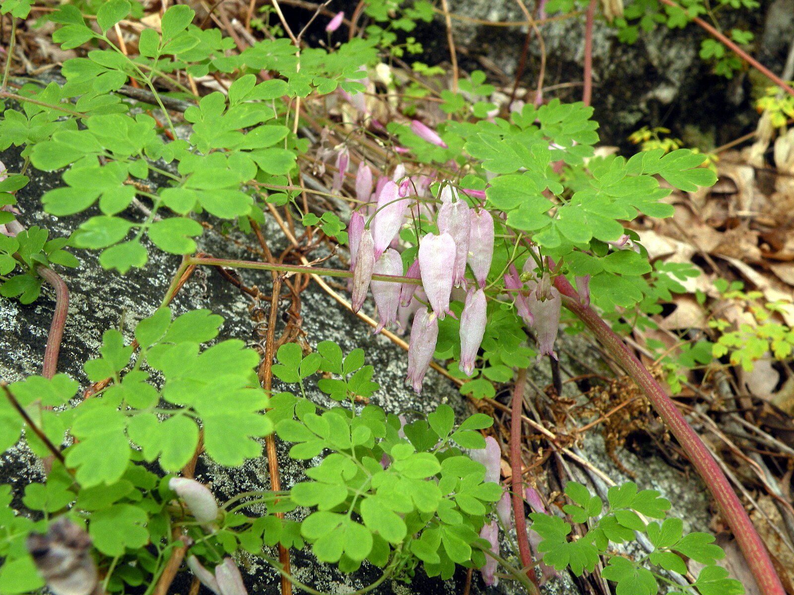 Adlumia fungosa in natural habitat