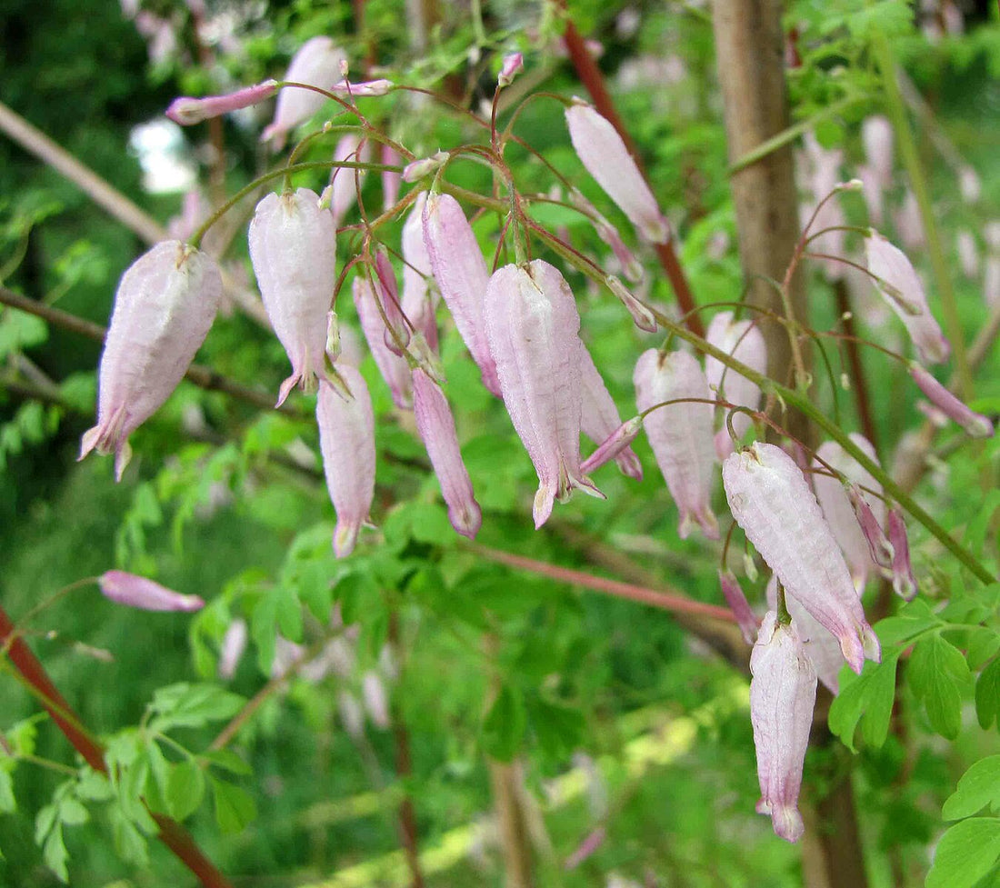 Adlumia fungosa pale pink blooms