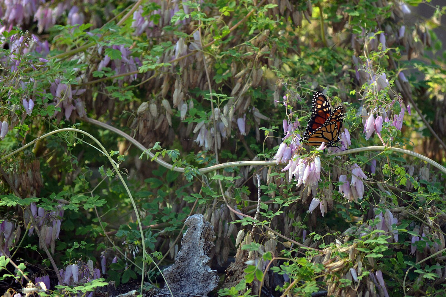 Adlumia fungosa with Monarch butterfly