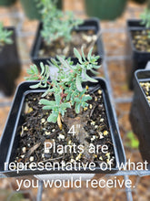 Aethionema grandiflorum The Old Dairy Nursery 4" sale pot