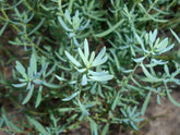 Aethionema grandiflorum foliage