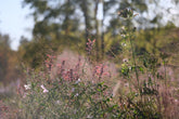 Agastache cana x rupestris late fall garden