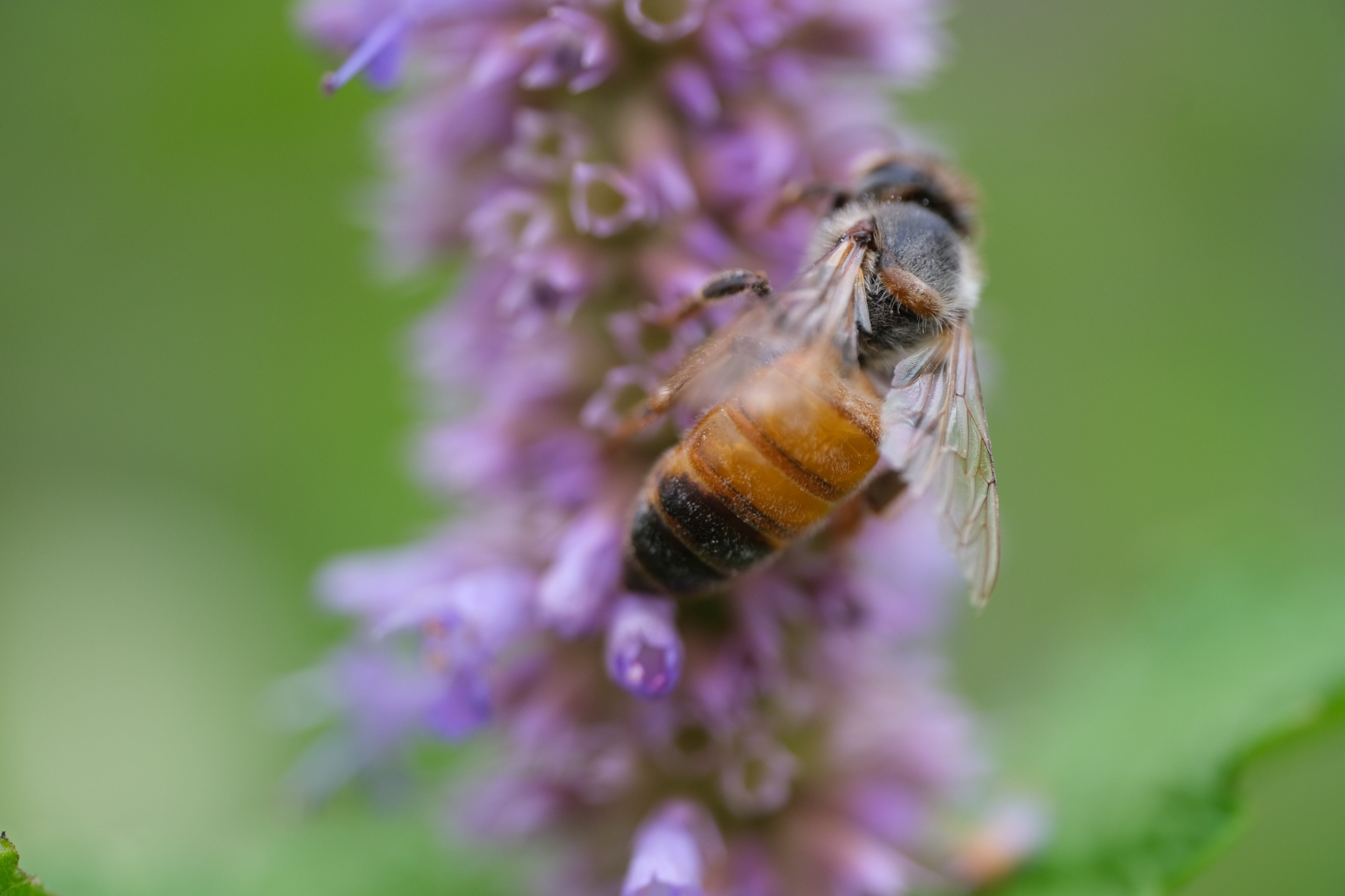 Agastache foeniculum anise hyssop bloom with honey bee
