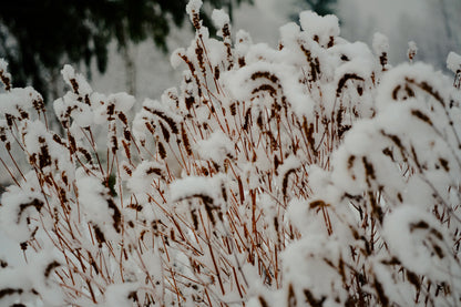 Agastache foeniculum dried seedheads in snow