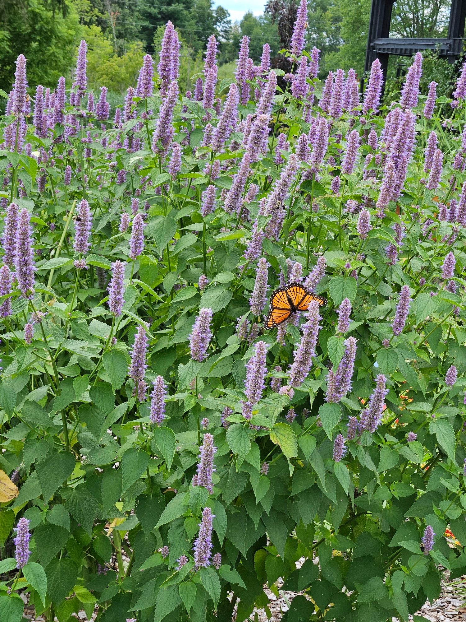 Agastache foeniculum anise hyssop in bloom with Monarch butterfly 
