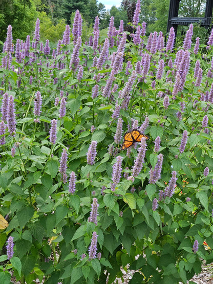 Agastache foeniculum anise hyssop in bloom with Monarch butterfly 