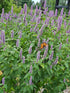 Agastache foeniculum anise hyssop in bloom with Monarch butterfly 