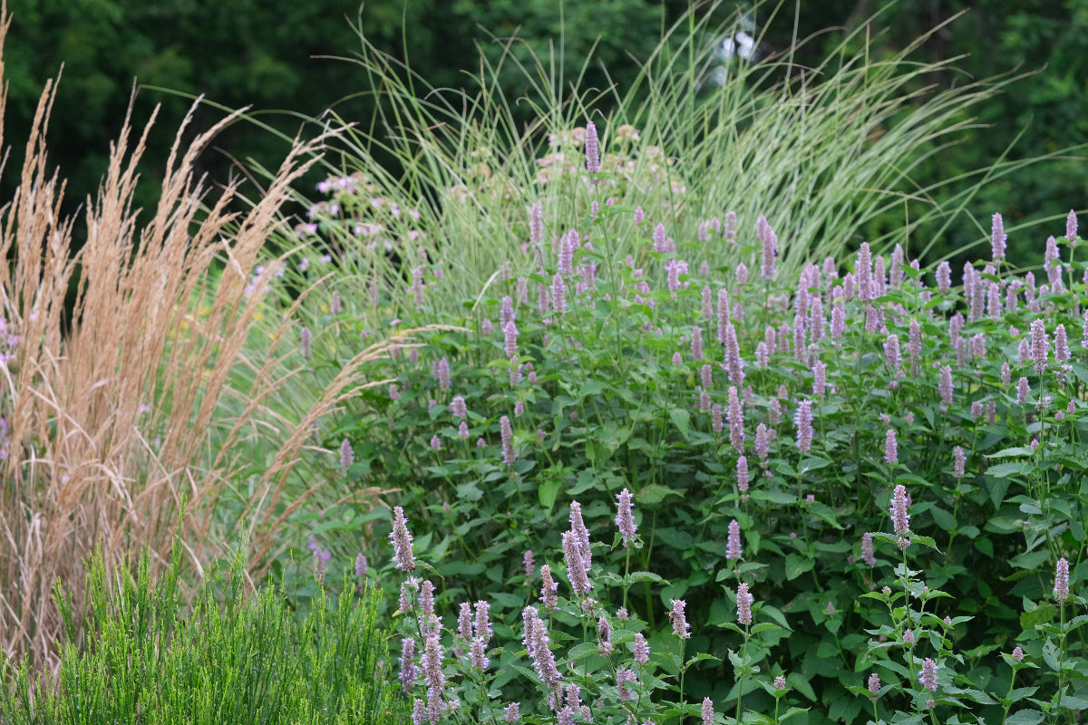 Agastache foeniculum anise hyssop in garden with Calamagrostis karl foerster