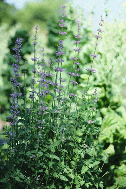 Agastache pallidiflora ssp. neomexicana form