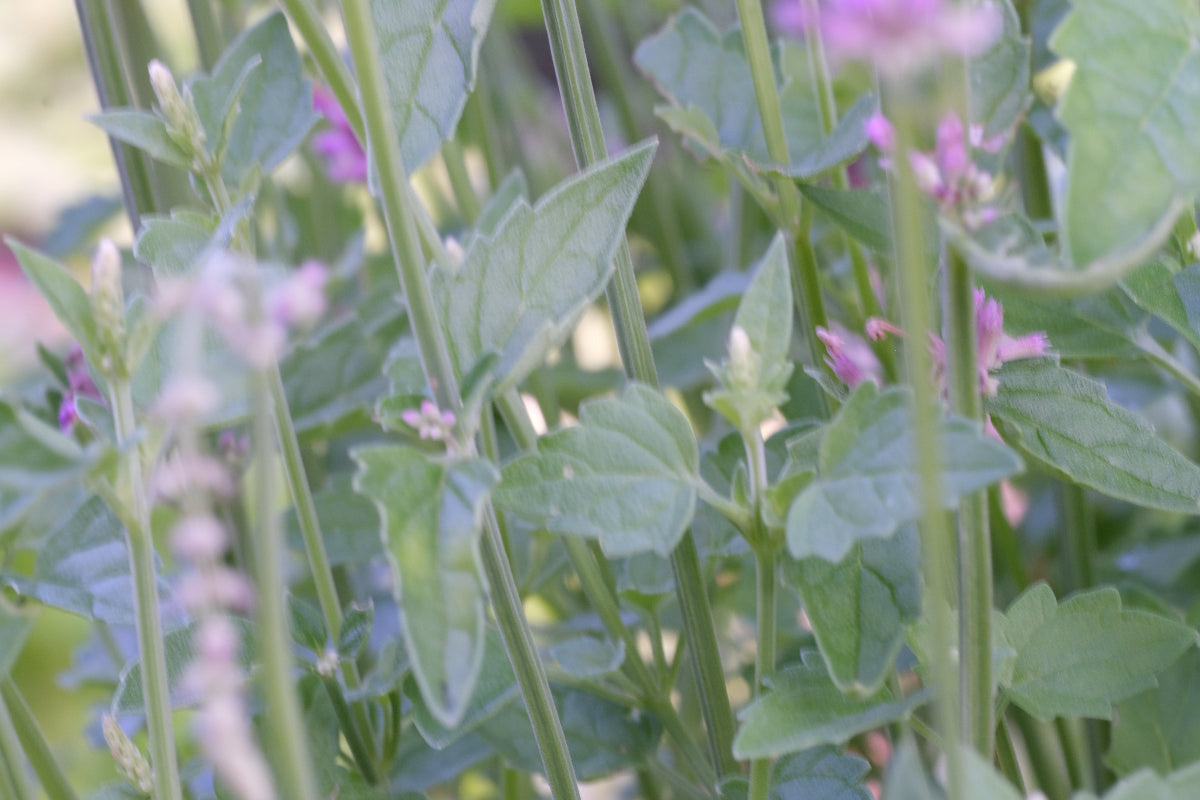 Agastache pallidiflora ssp. neomexicana foliage