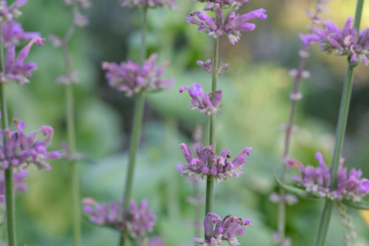 Agastache pallidiflora ssp. neomexicana close up of tubular flowers