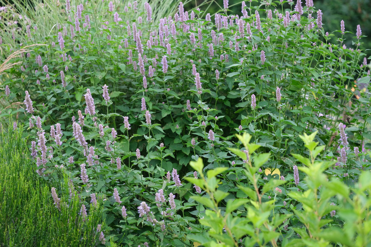 Agastache foeniculum anise hyssopin garden