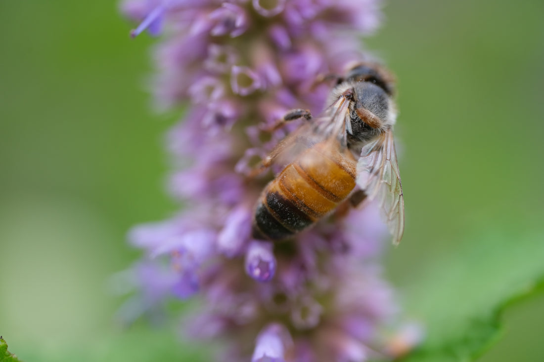 Agastache foeniculum bloom with honey bee