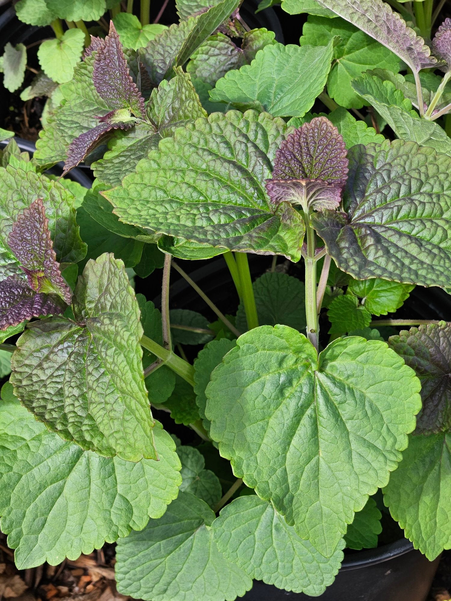 Agastache foeniculum spring foliage