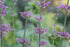 Agastache pallidiflora ssp. neomexicana close up of tubular flowers