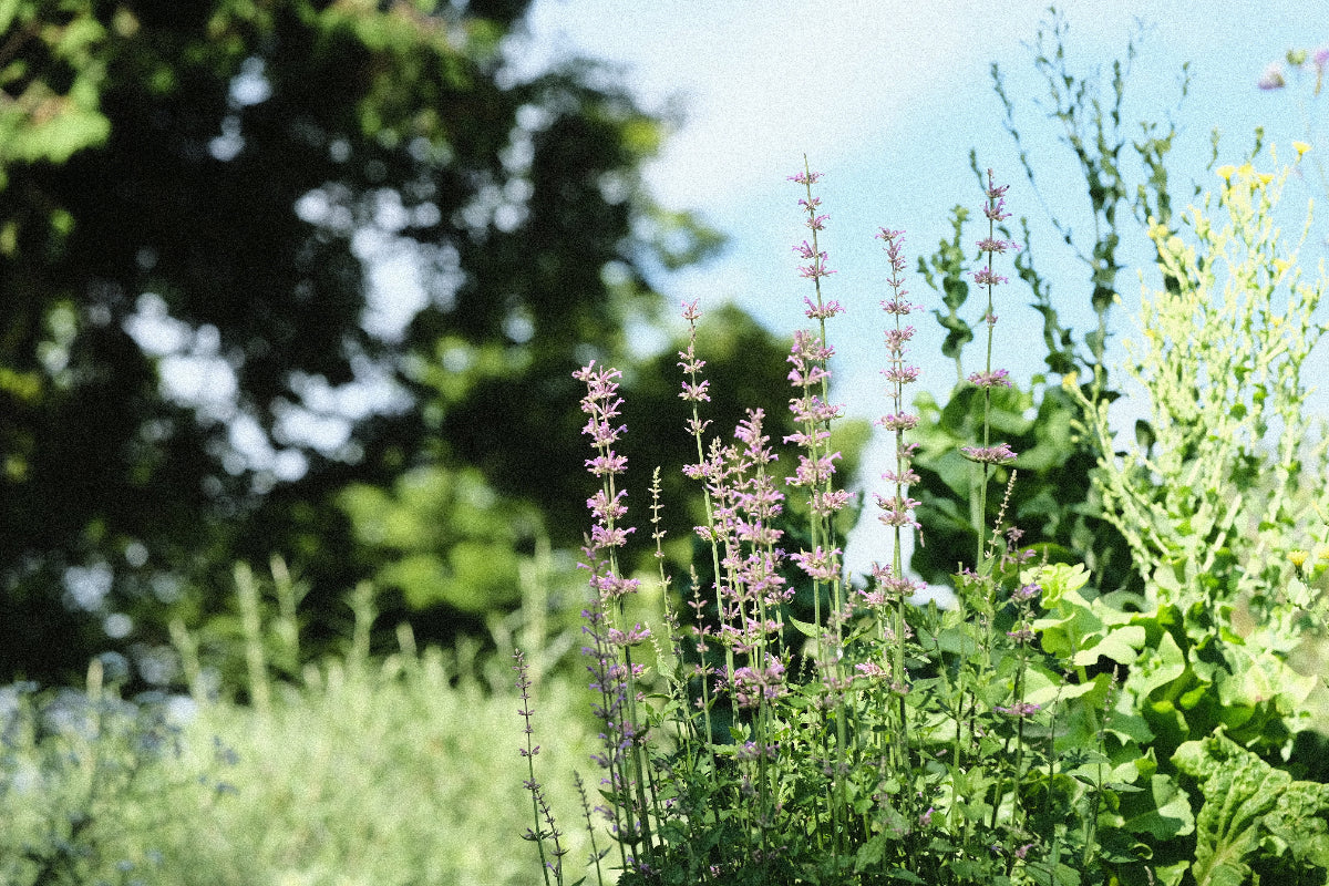 Agastache pallidiflora ssp. neomexicana at The Old Dairy Nursery