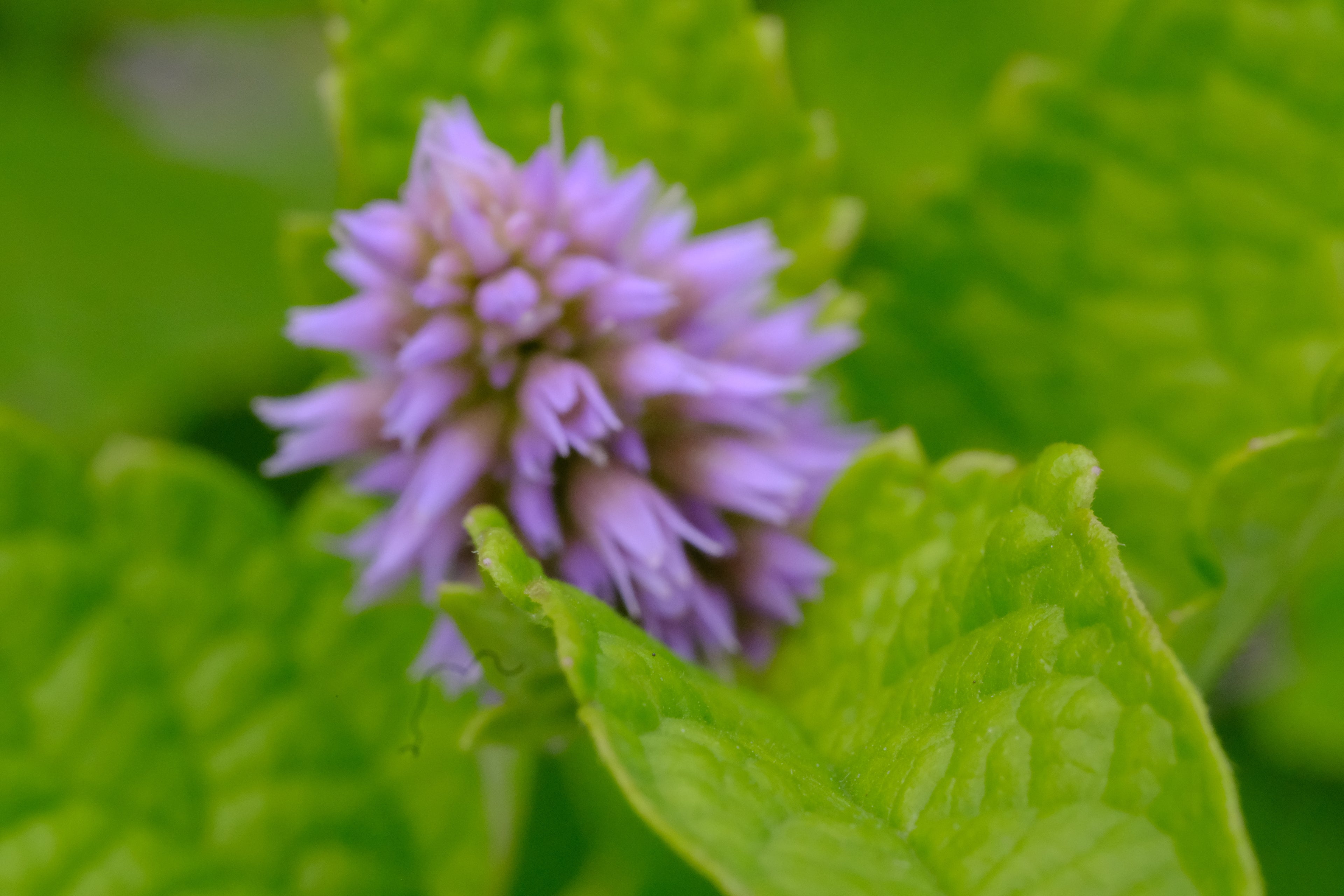 Agastache rugosa &