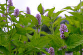 Agastache rugosa &