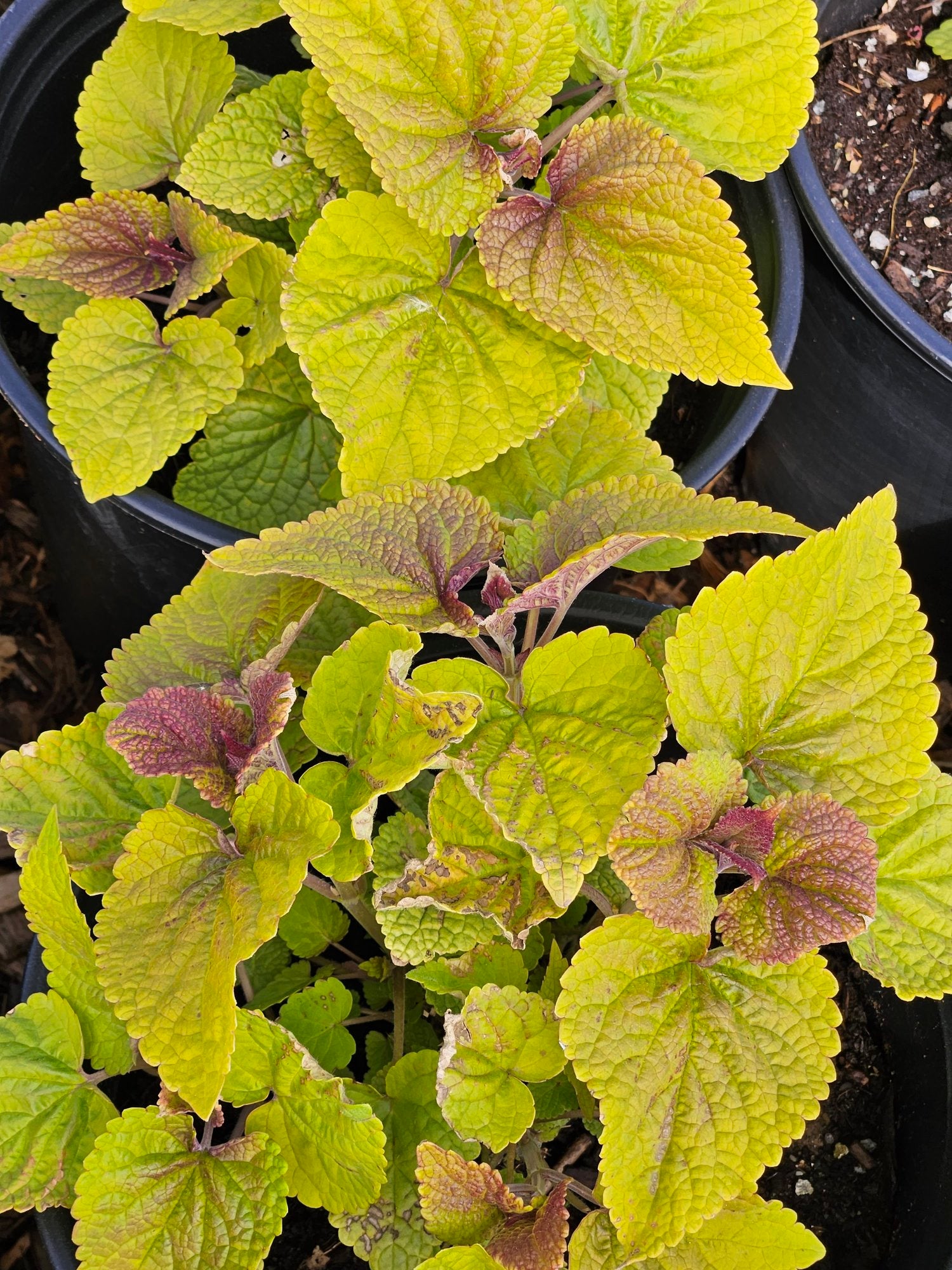 Agastache rugosa &