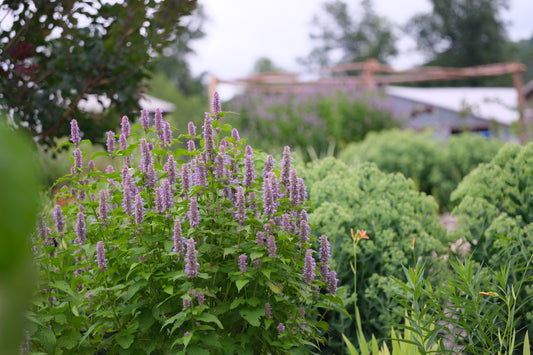 Agastache rugosa 'Golden Jubilee' in garden