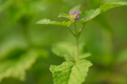 Agastache rugosa &