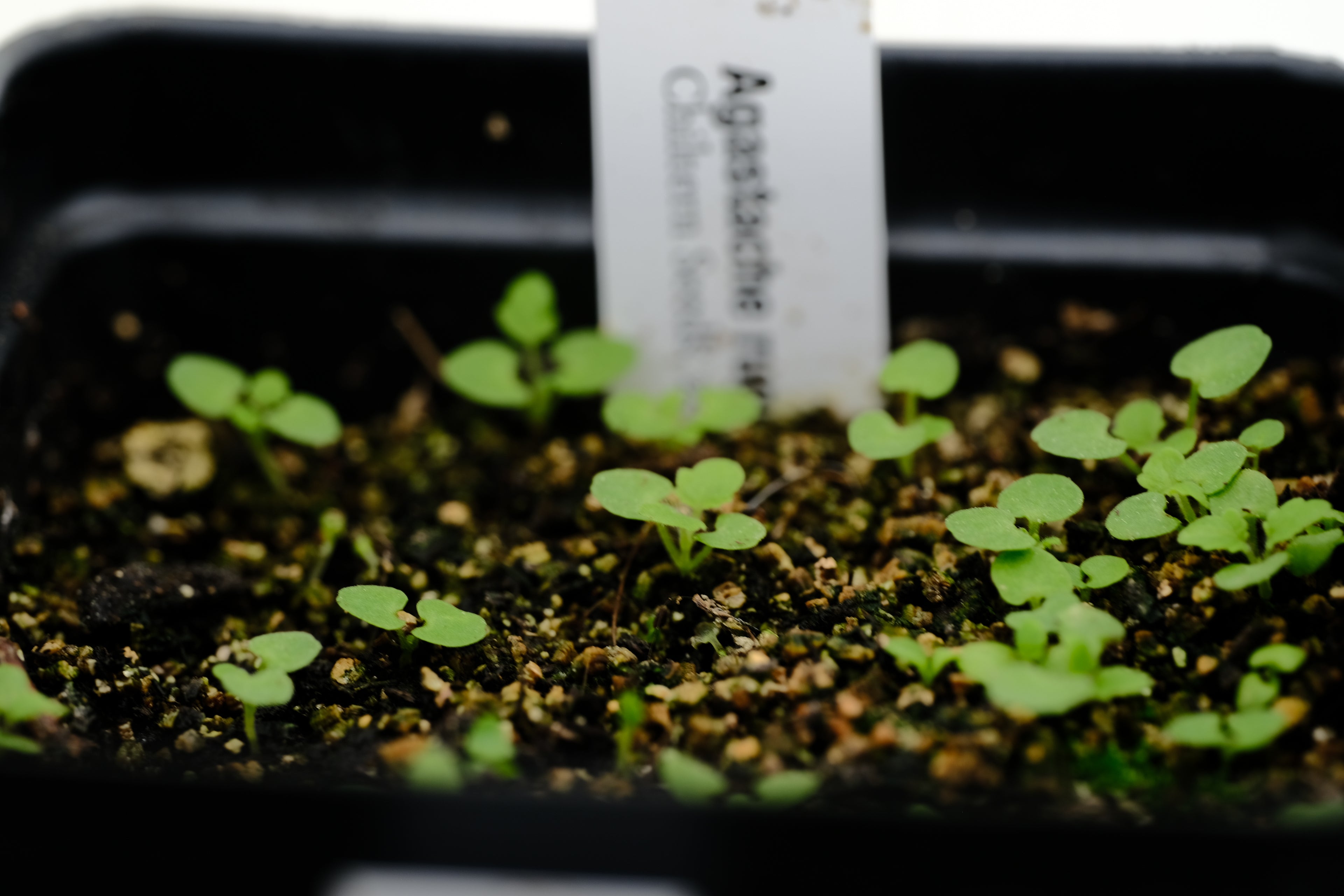 Agastache rugosa seedling