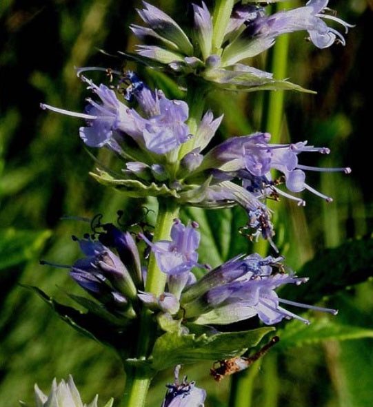 Agastache scrophulariifolia (purple giant hyssop)