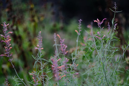 Agastache cana x rupestris mint green foliage with orange and purple flowers