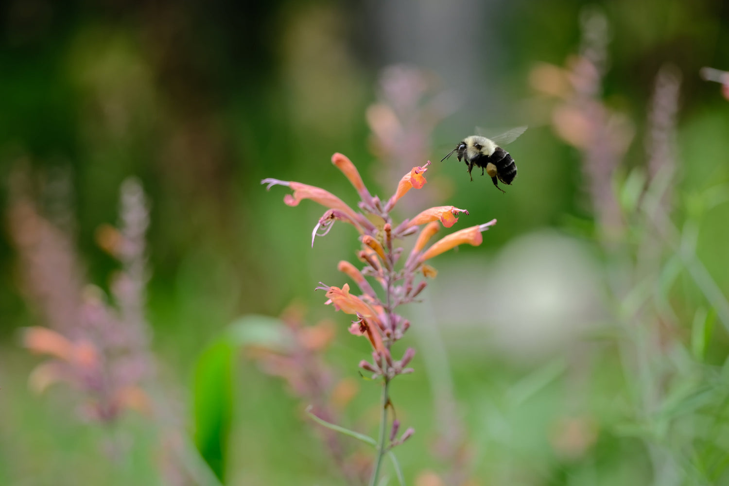 Agastache cana x rupestris orange and purple bloom with solitary bumble bee 
