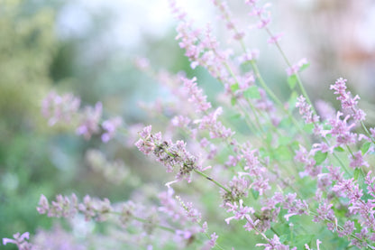 Agastache pallidiflora ssp. neomexicana | rose mint