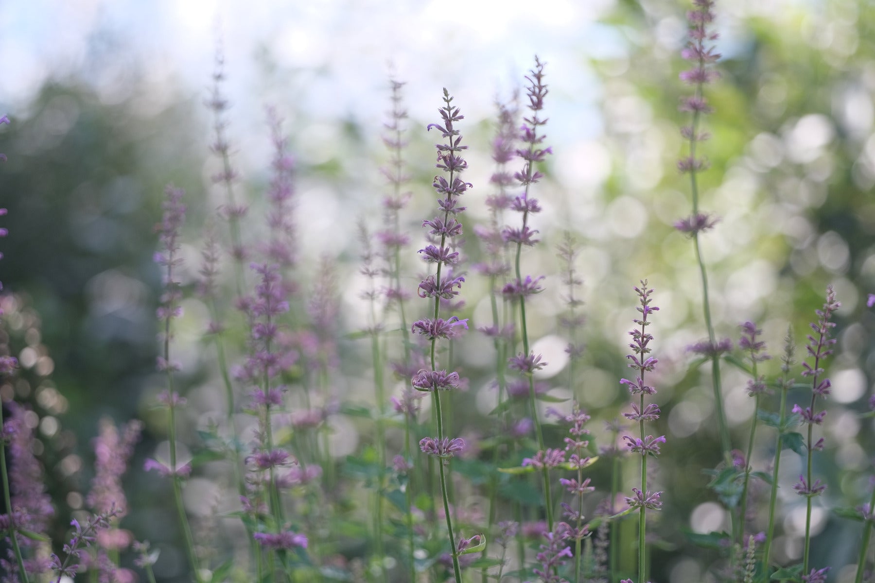 Agastache pallidiflora ssp. neomexicana | rose mint