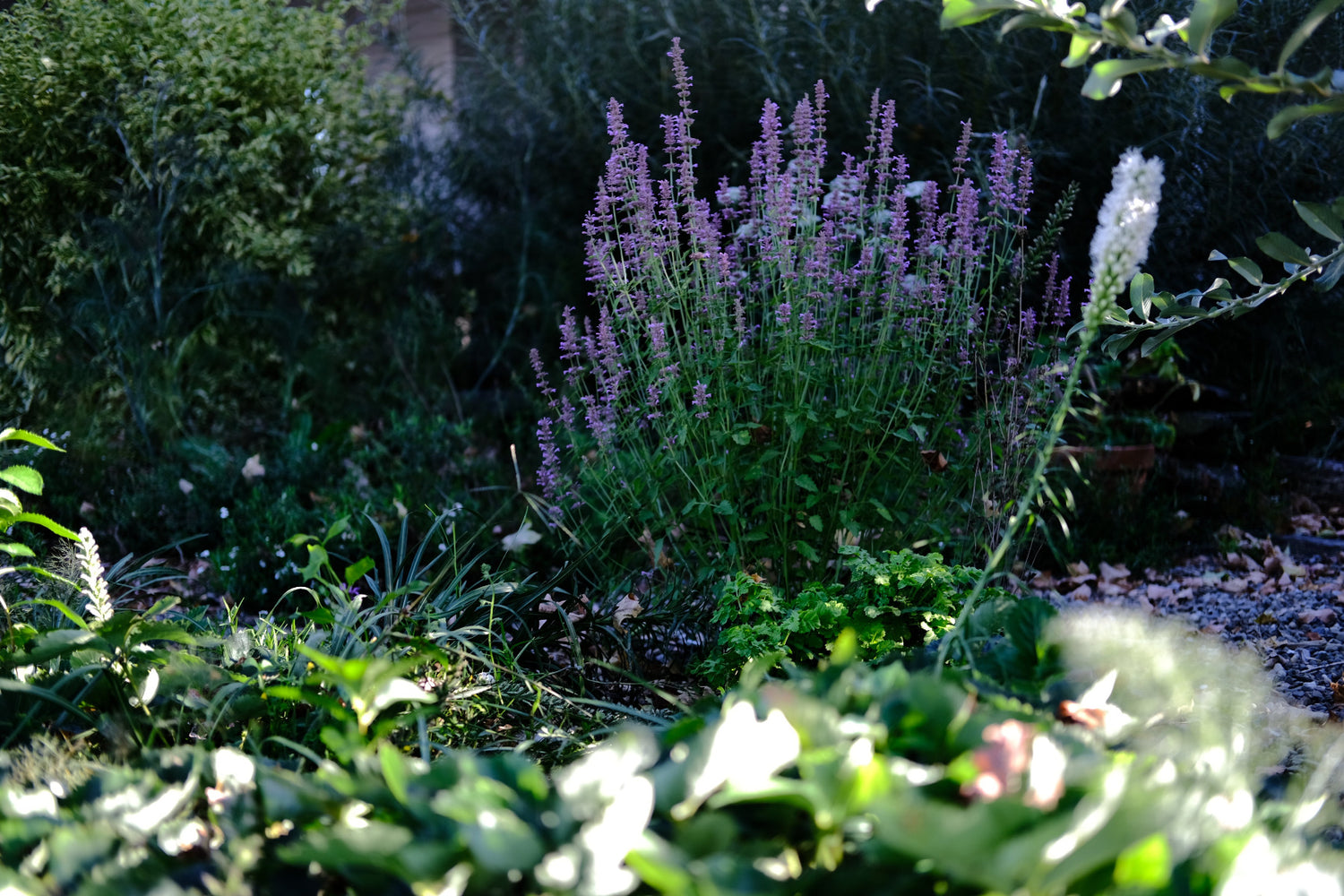 Agastache pallidiflora ssp. neomexicana, commonly known as rose mint, in the garden with white liatris