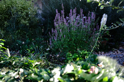 Agastache pallidiflora ssp. neomexicana, commonly known as rose mint, in the garden with white liatris