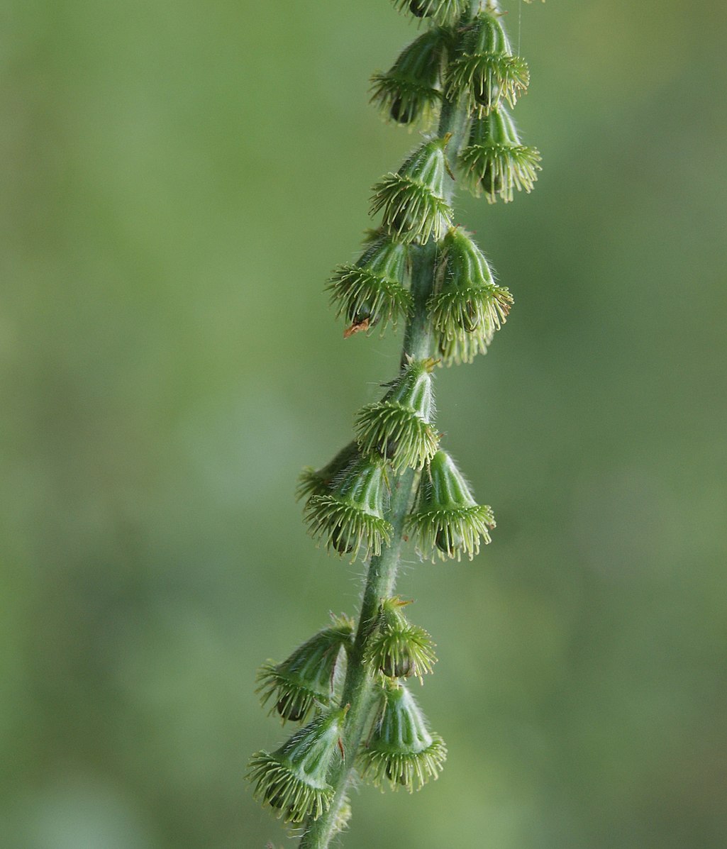 Agrimonia eupatoria (Church steeples) green seedheads