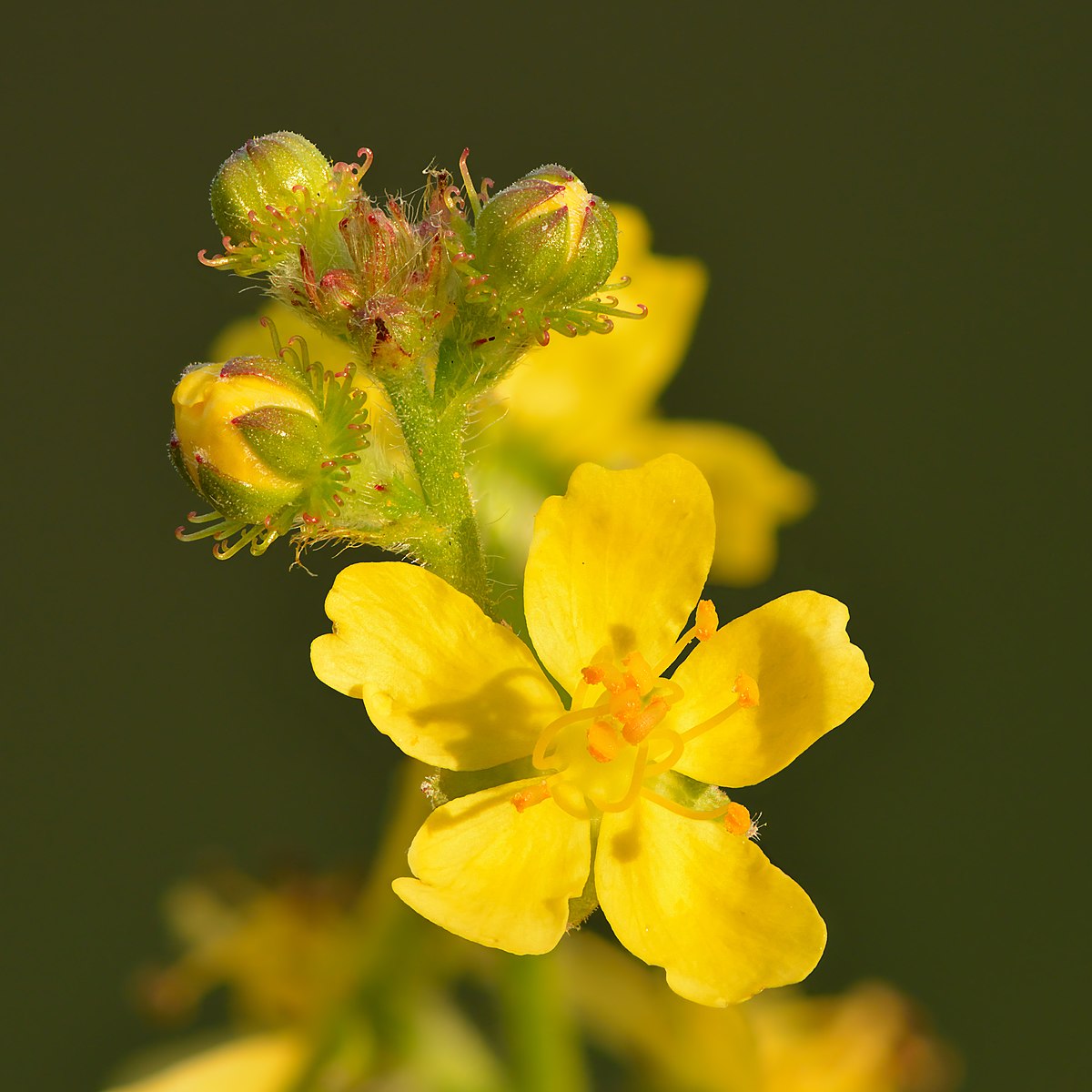 Agrimonia eupatoria (Church steeples) flowers