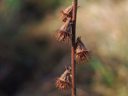 Agrimonia eupatoria (Church steeples) dried seedheads