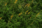 Agrimonia eupatoria (Church steeples) in bloom