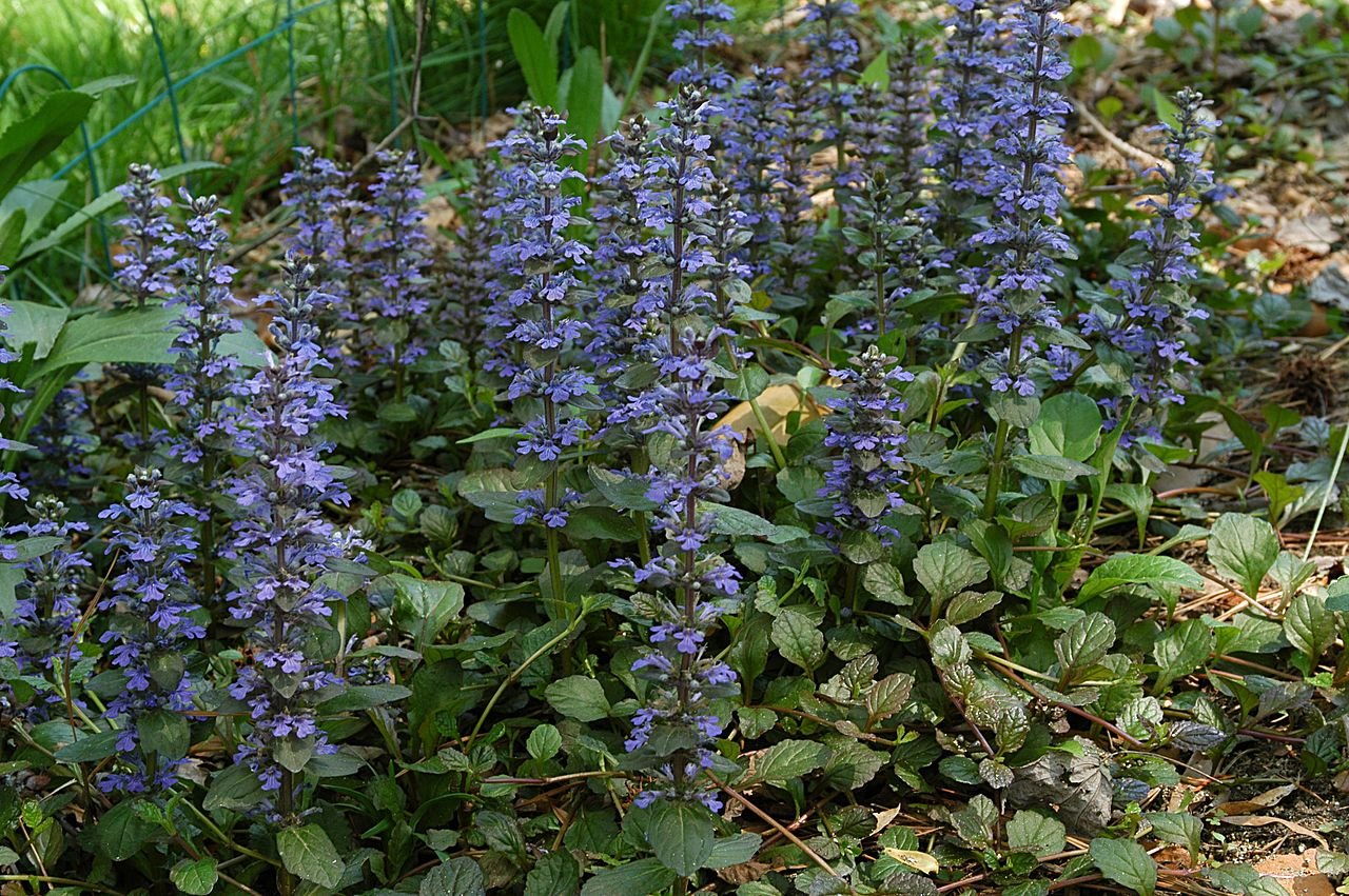 Ajuga reptans in bloom