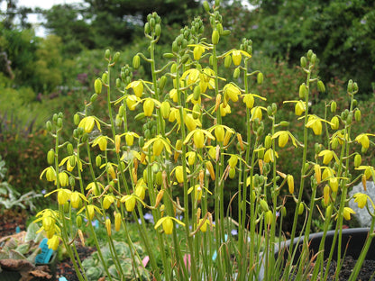 A cluster of yellow albuca shawii plants with bell-shaped flowers.