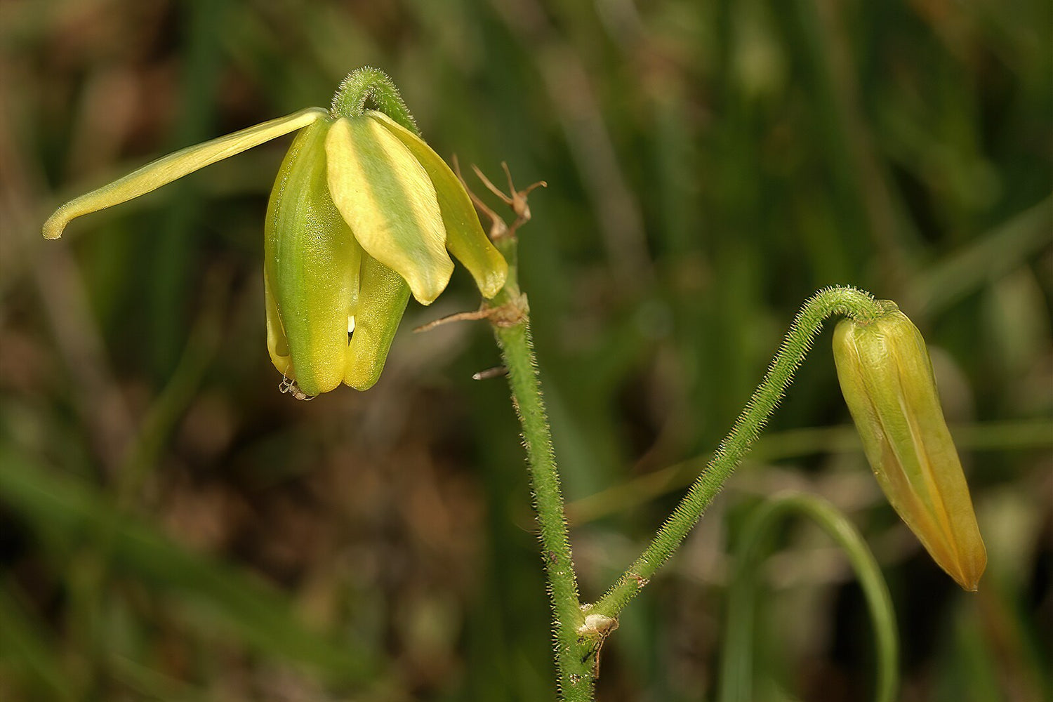 A yellow albuca shawii plants with bell-shaped flowers.