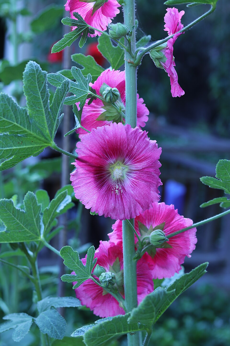 Alcea ficifolia (fig leaf hollyhock) close up of pink bloom
