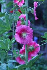 Alcea ficifolia (fig leaf hollyhock) close up of pink bloom