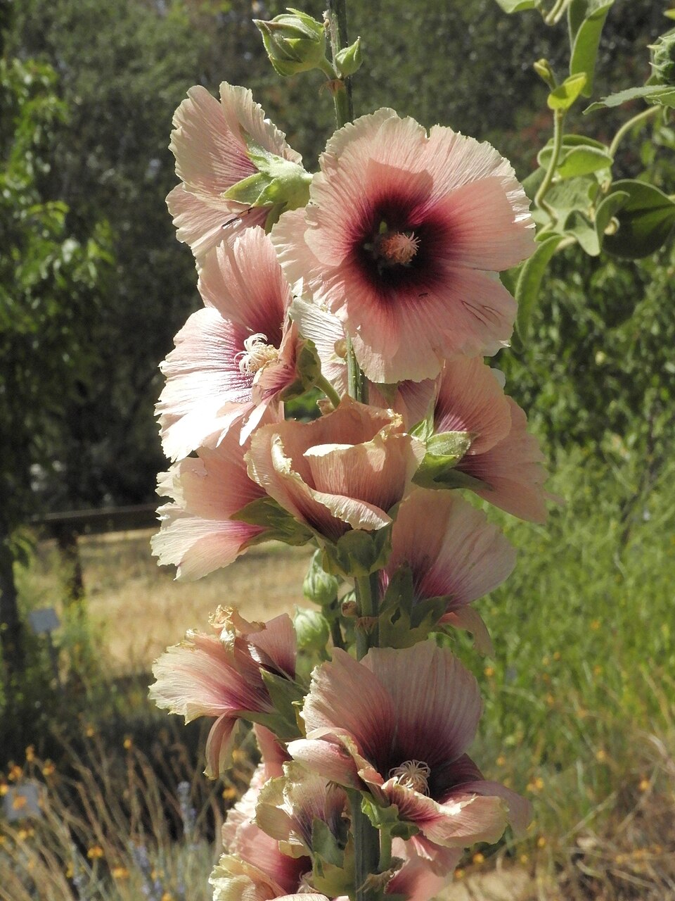 Alcea rosea &