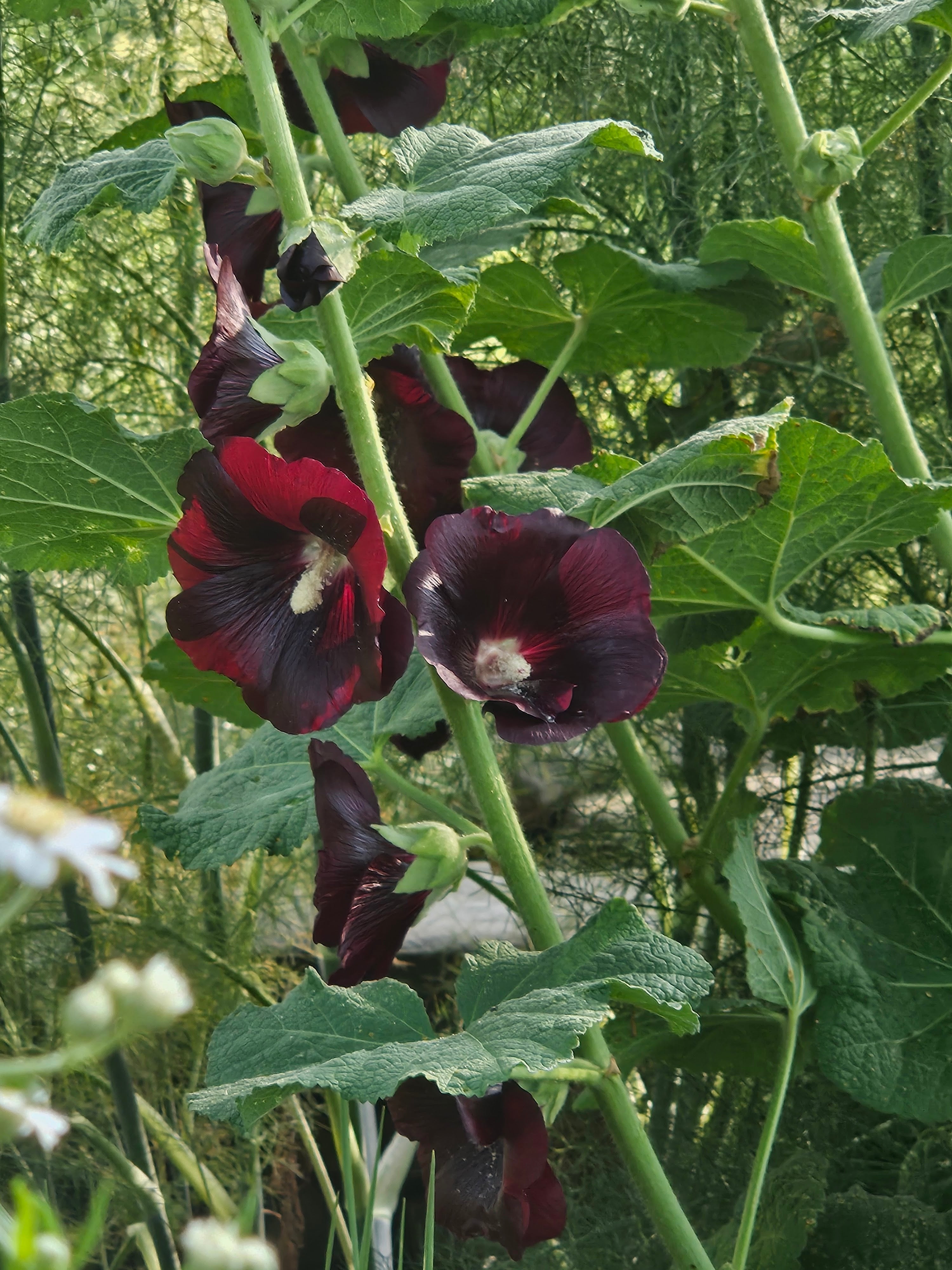 Alcea rosea var. nigra blooms