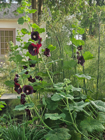 Alcea rosea var. nigra in garden